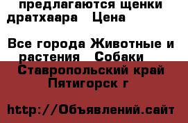 предлагаются щенки дратхаара › Цена ­ 20 000 - Все города Животные и растения » Собаки   . Ставропольский край,Пятигорск г.